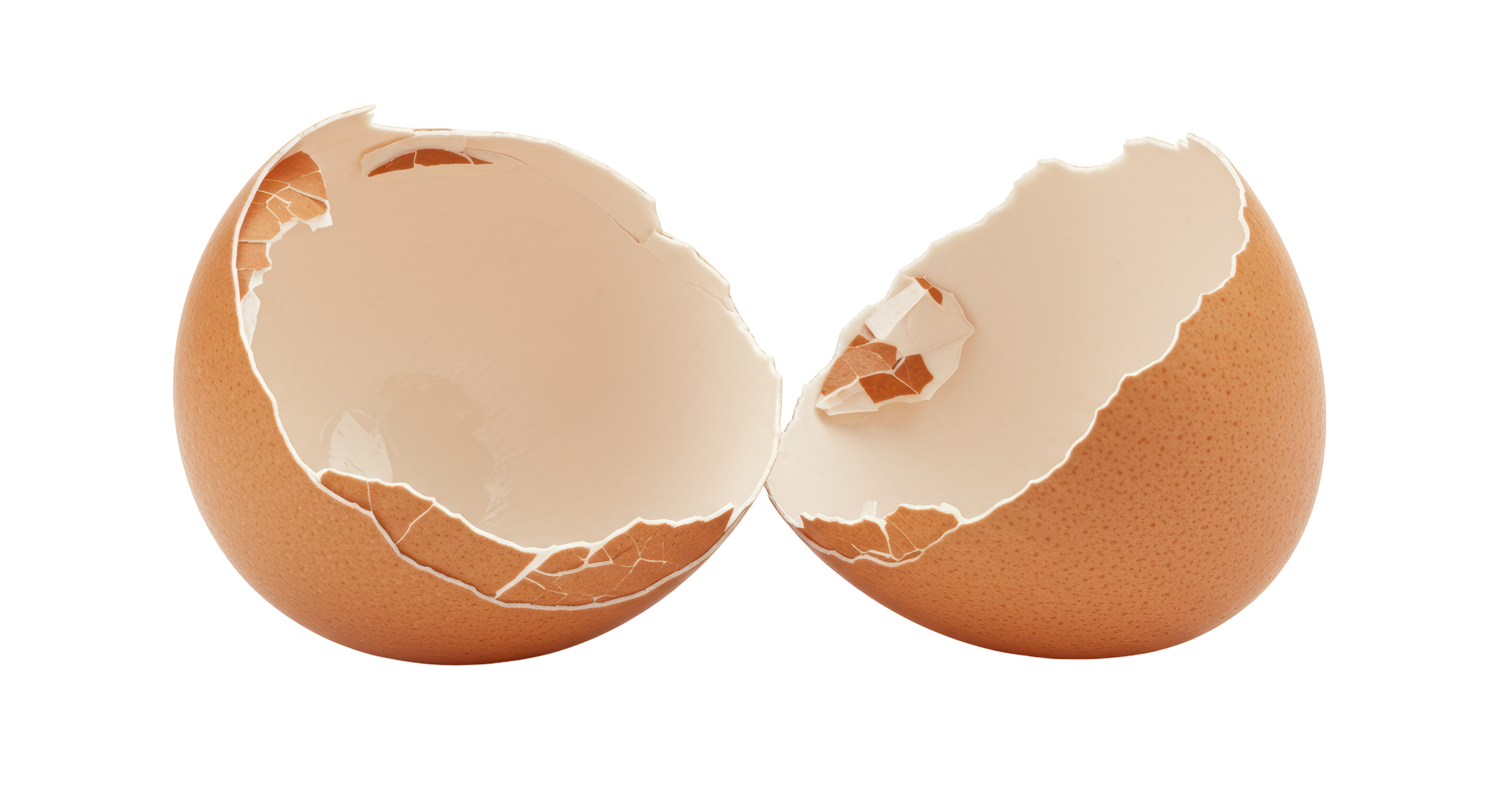 egg shell