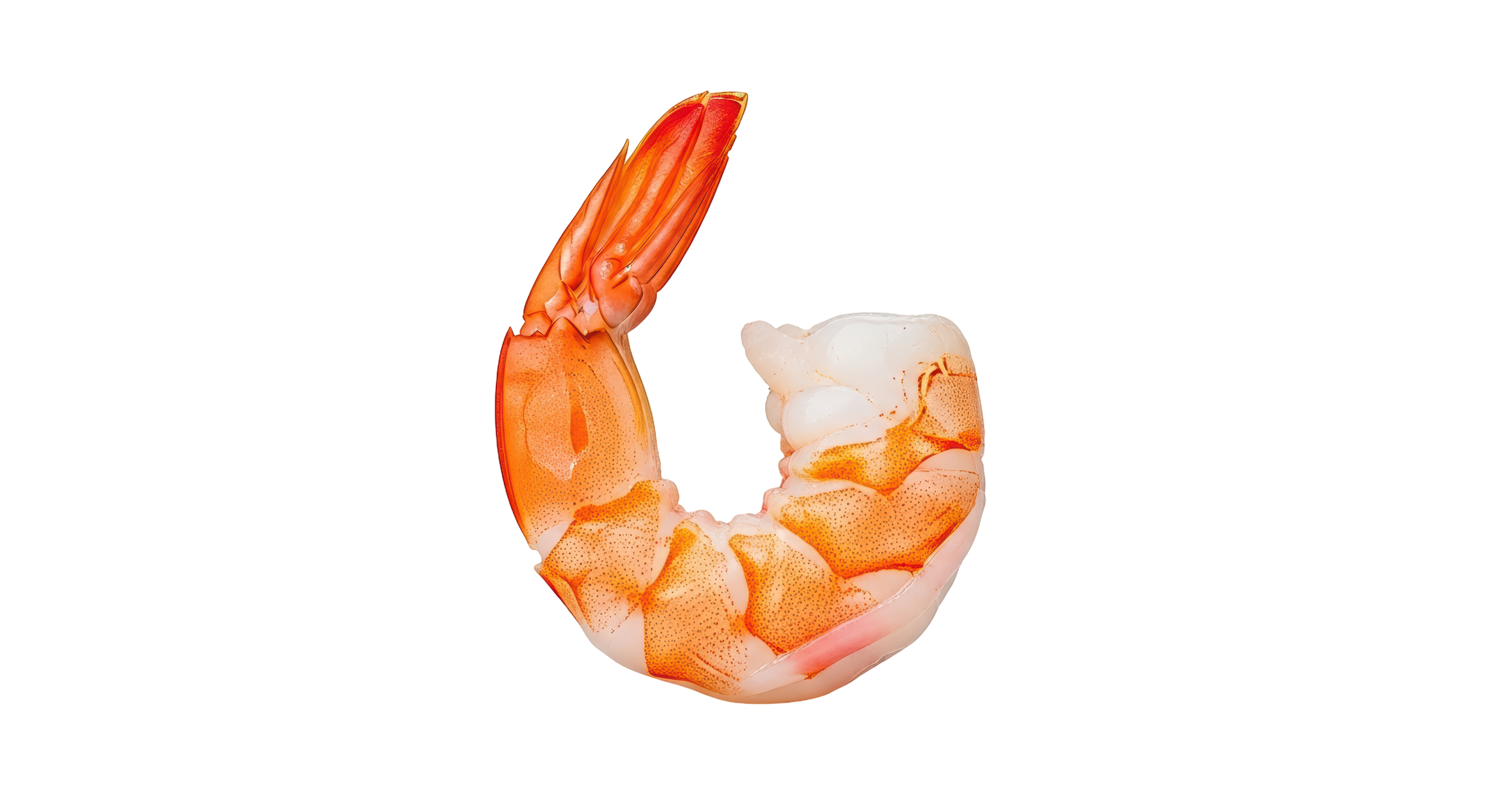 shrimp
